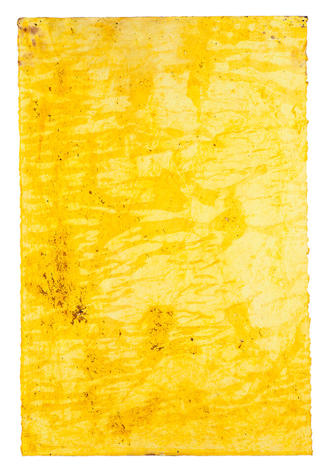 curcuma papel 13.jpg
